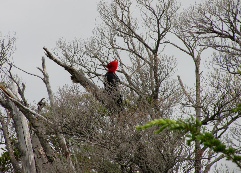 Patagonia Camp Hotel Torres del Paine National Park Bagian luar foto
